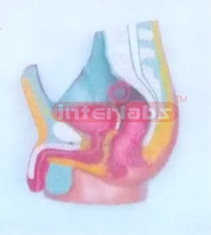 HUMAN PRIMARY MALE HEALTH ABDOMINAL CAVITY HANGING NUMBERED